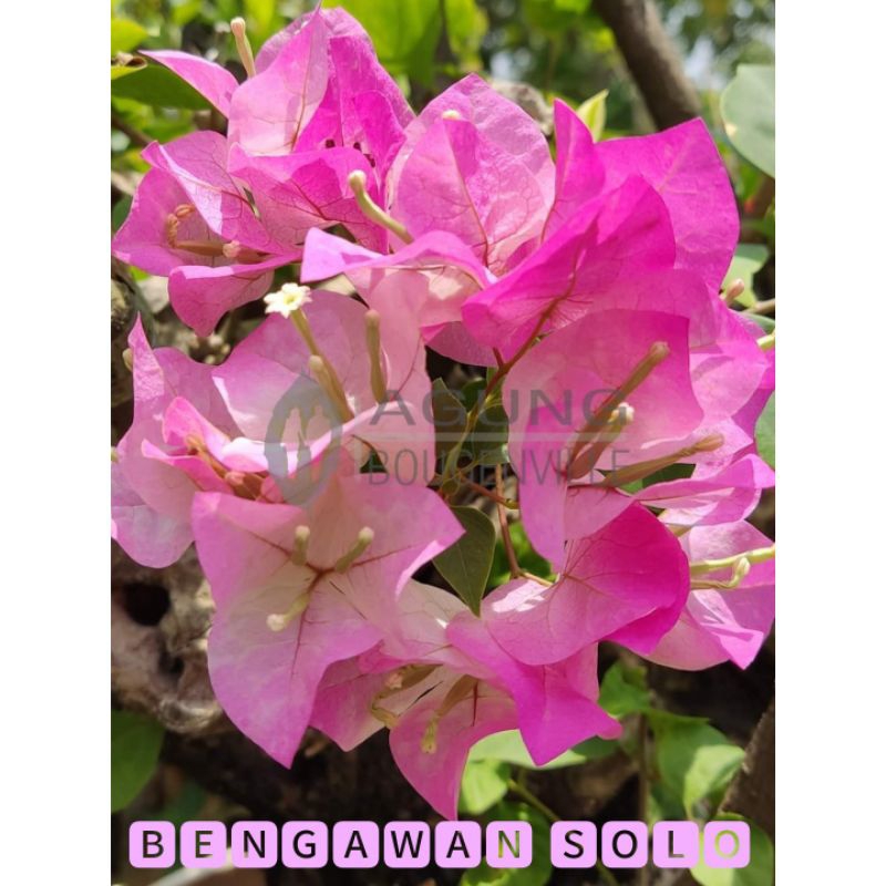 BUNGA BOUGAINVILLE - bengawan solo ori