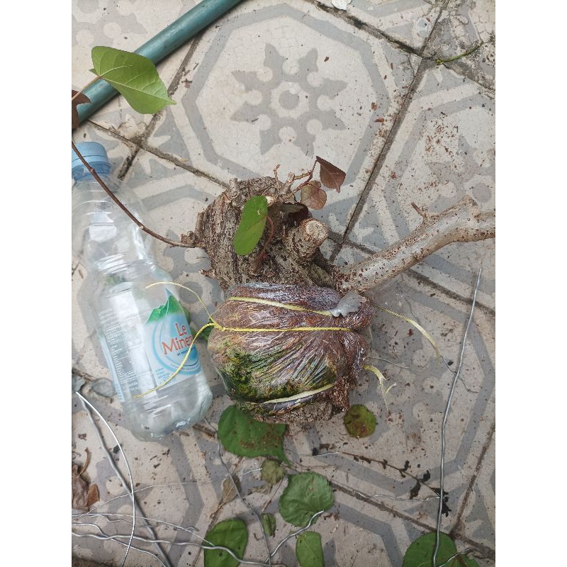 CANGKOKAN BAHAN BONSAI WARU MERAH AKAR GONDRONG LEBAT BAHAN MURAH MERIAH MURMER