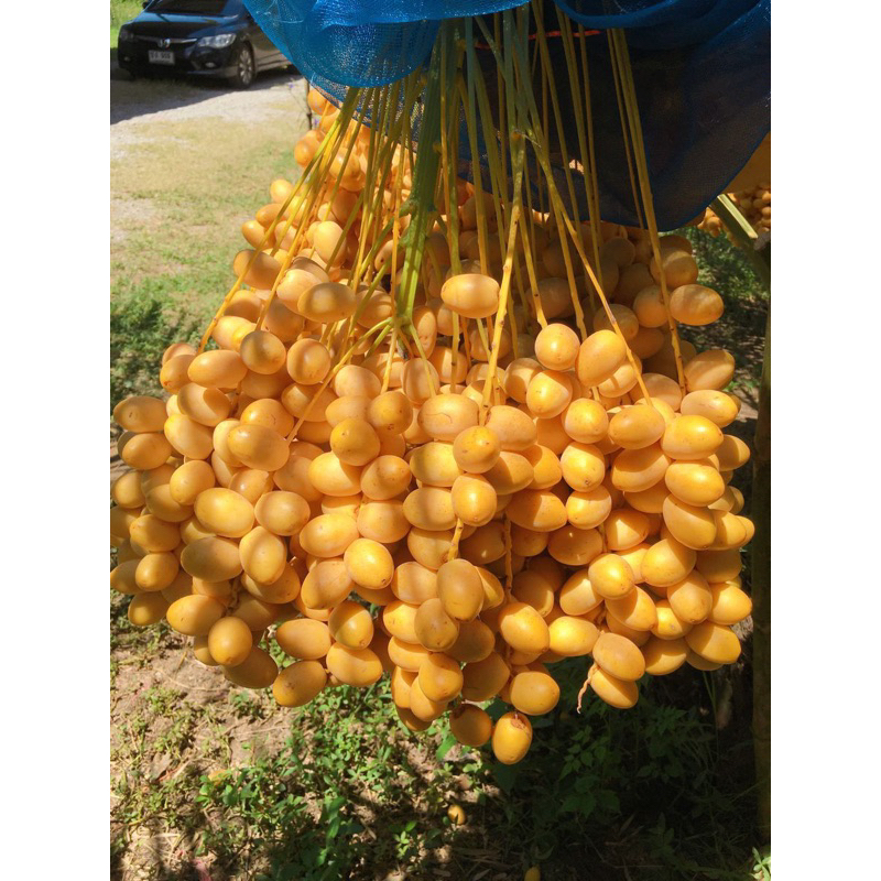 

kurma muda asli mesir