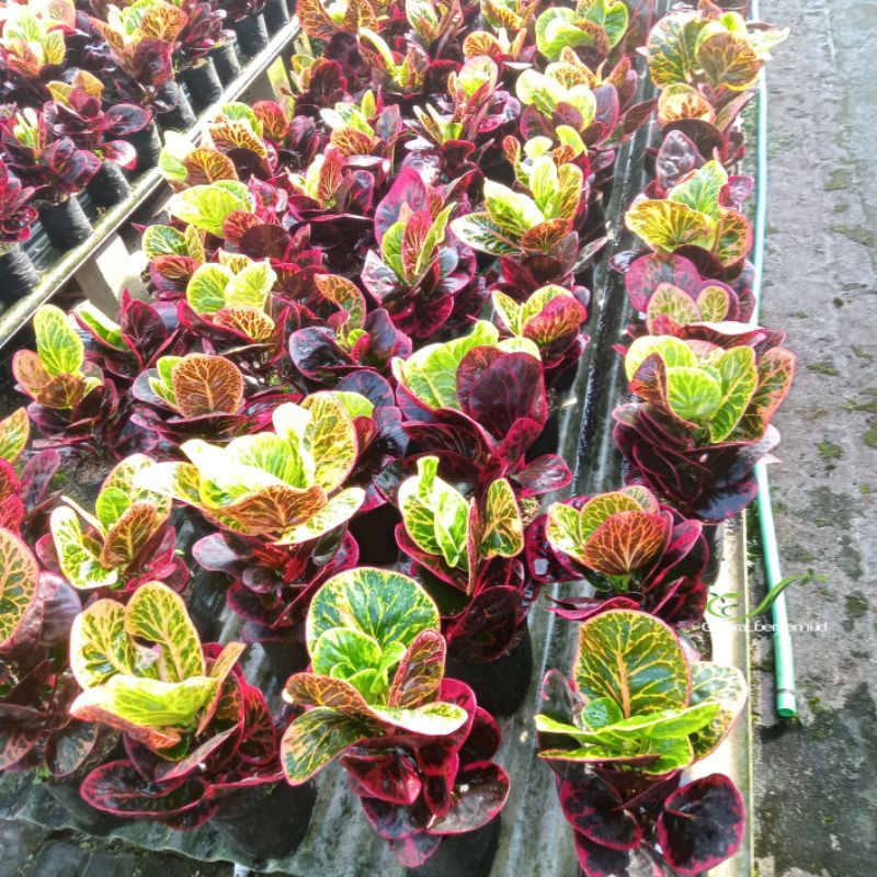 Tanaman hias puring apel busarin daun jumbo.(hasil okulasi/sambung batang)