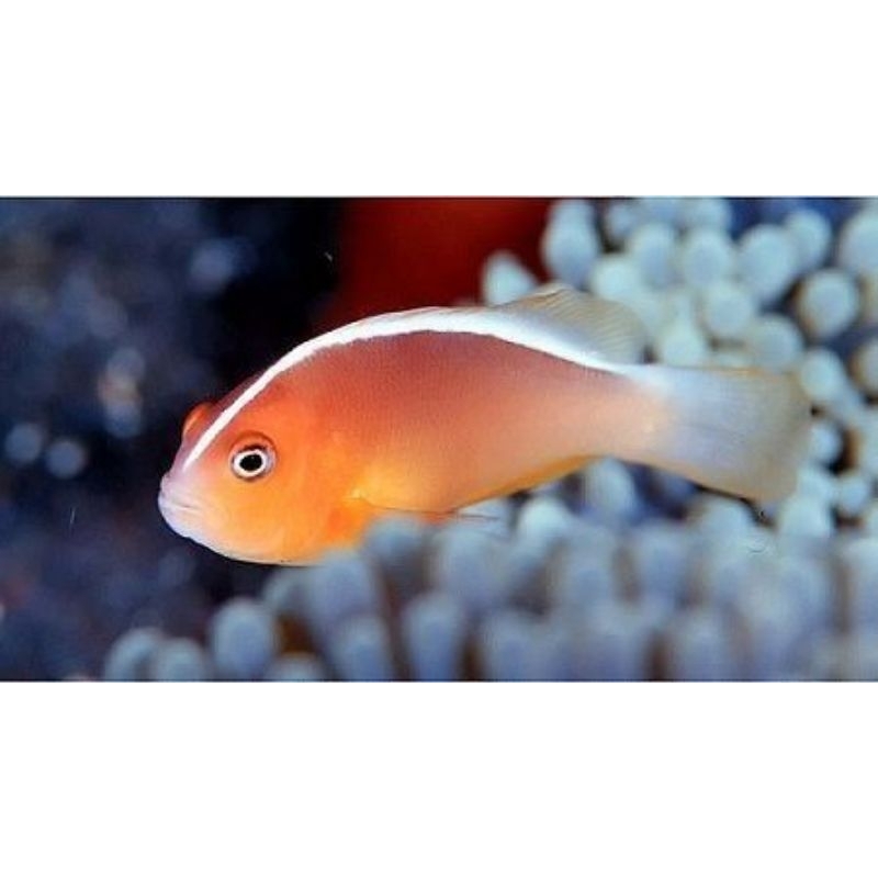 ikan hias laut giro pelet