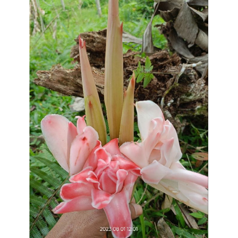 

Kuncup laka Bunga Kecombrang perbatang terbaik