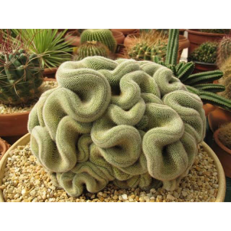 MAMMILLARIA PERBELLA CRISTATA / MAMMILLARIA MICROTHELE CRISTATA / KAKTUS OTAK / KAKTUS OTAK IMPORT /