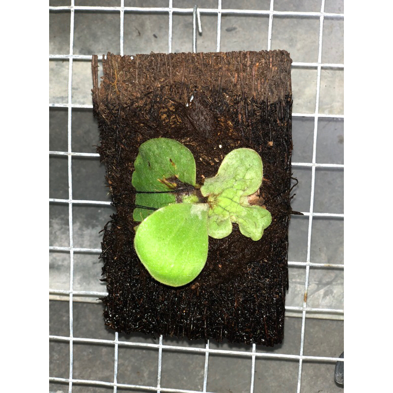 Platycerium Angolense