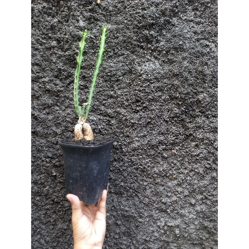 euphorbia knutii ada caudexnya tanaman hias