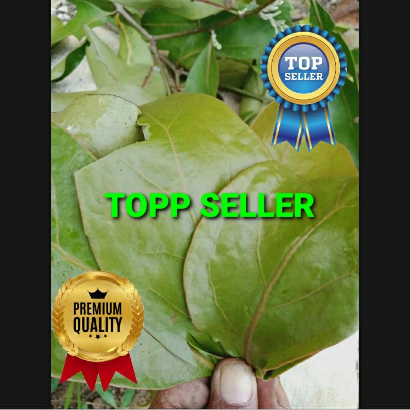 

BENALU SONOKELING KERING HIJAU SUPER PREMIUM 1 KG