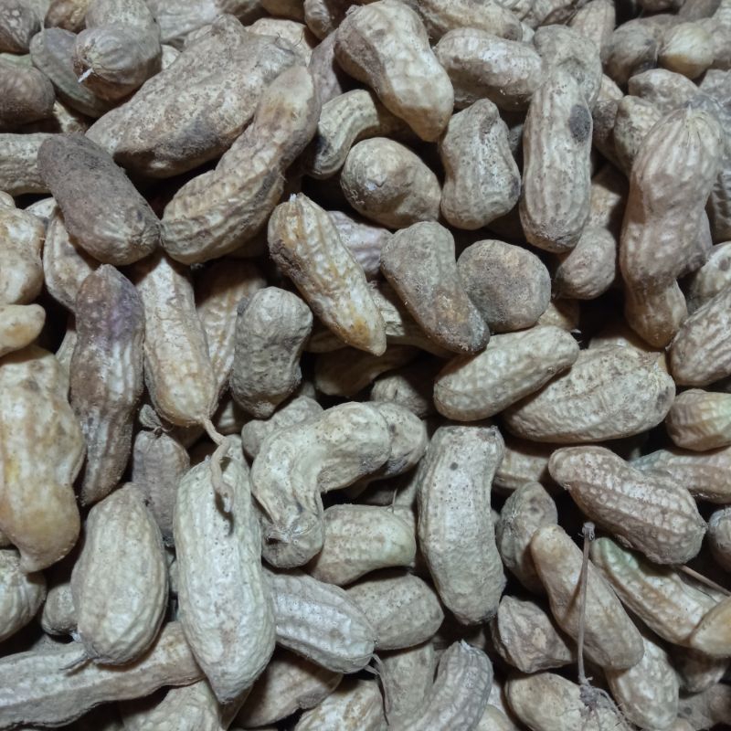 

Kacang tanah kulit mentah