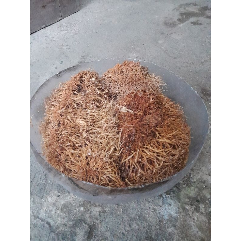 Jakaba Spora / bibit serbuk 100 gram