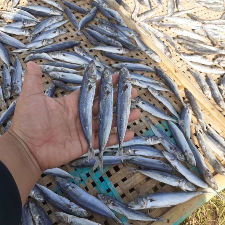 

Ikan asin layang / ikan asin klotok pedo