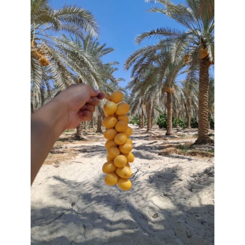 

KURMA MUDA 1 kg