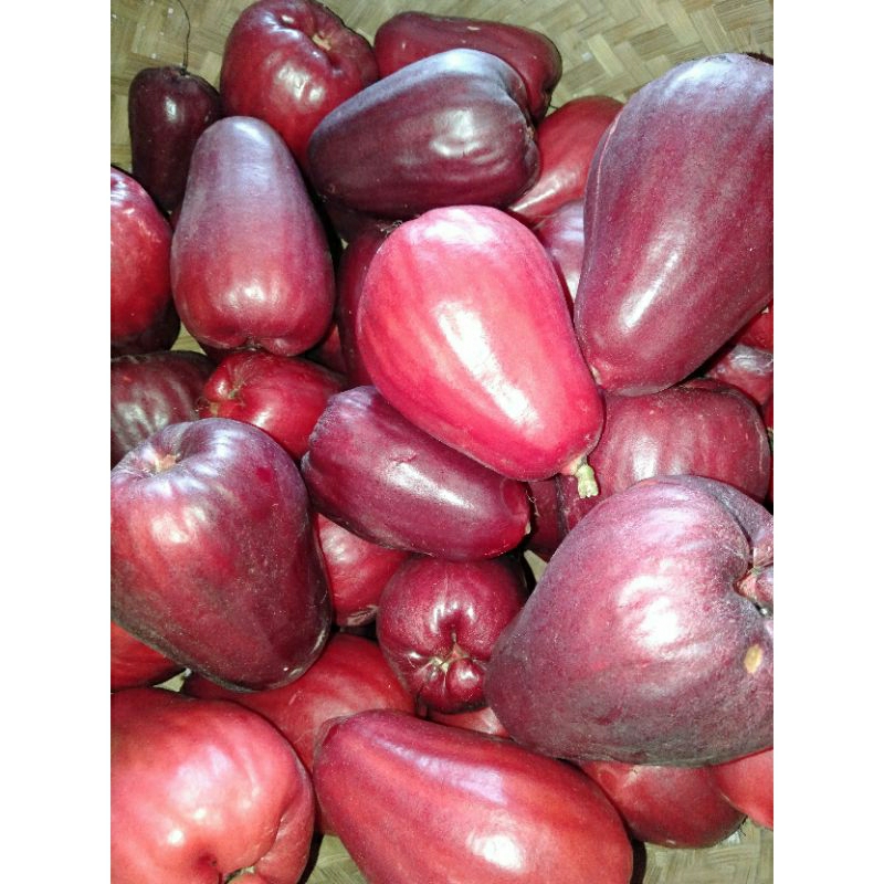 

Buah Jambu Jamaika Bol Darsono Segar Fresh Harum Manis Merah Asli 1 1/2 kg kilo