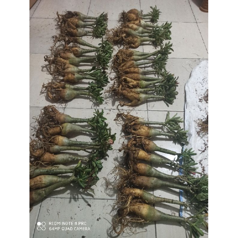 kamboja tumpuk