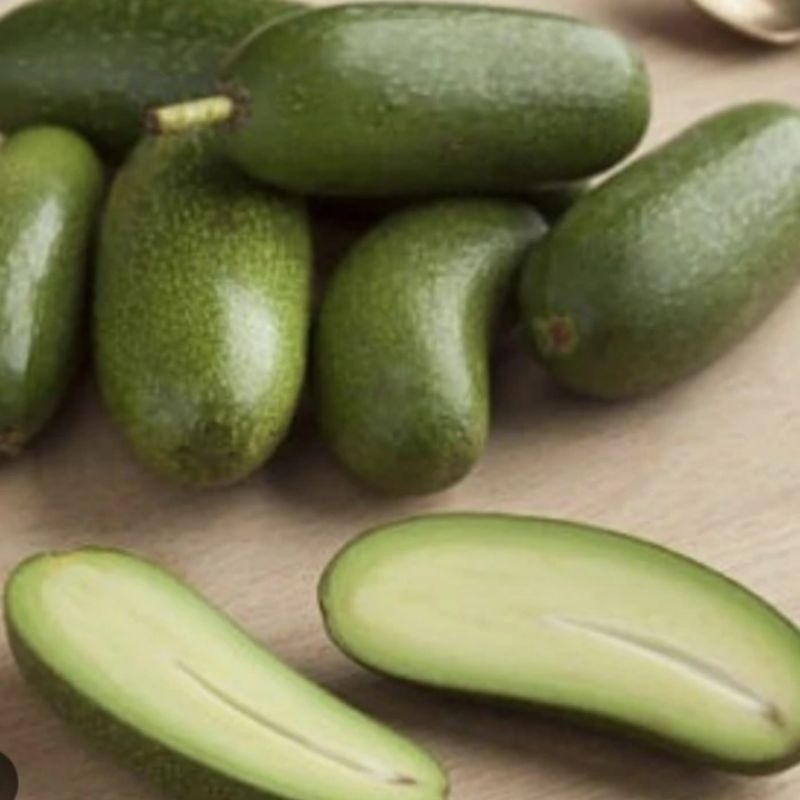 paket hemat 2 bibit alpukat tanpa biji import