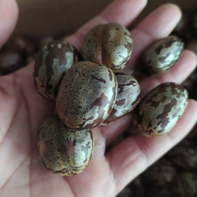 Biji Karet 200 Biji Karet Aduan / Biji Karet Unggul / Biji Karet Kiloan