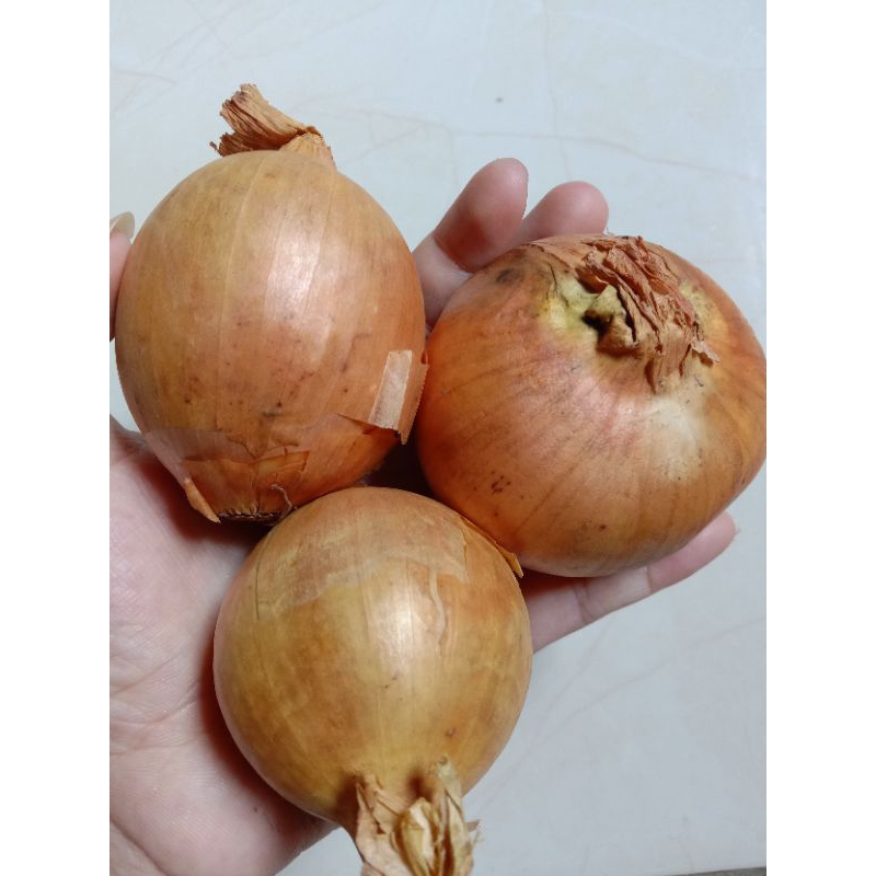 

Bawang Bombai 1 KG