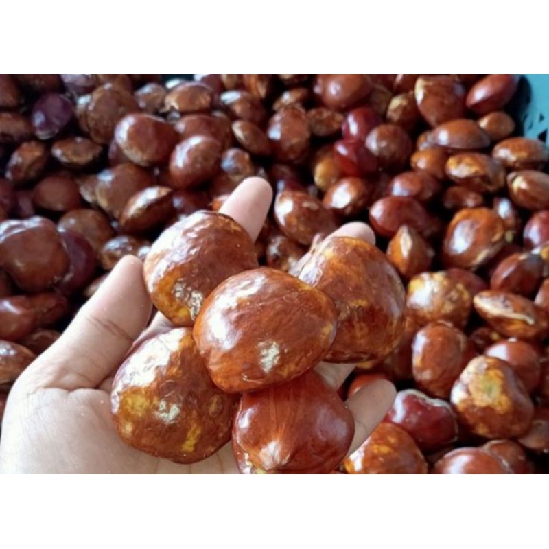

jengkol