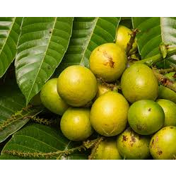 BIBIT TANAMAN MURAH BIBIT MATOA HIJAU