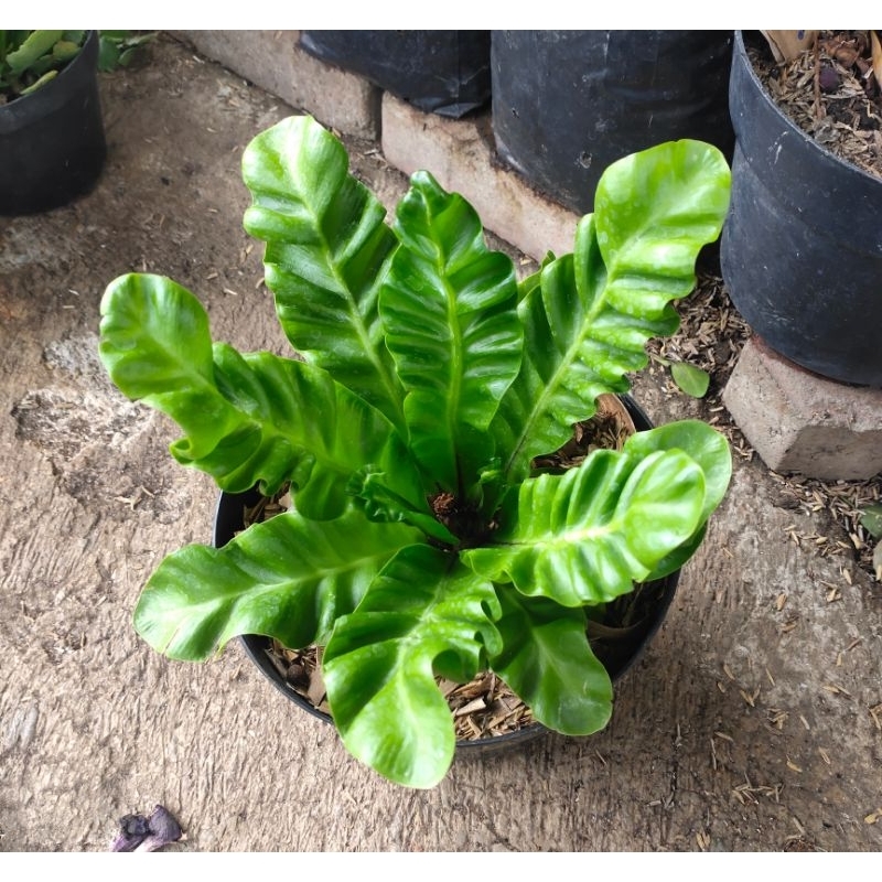 Tanaman Hias Etalase 01