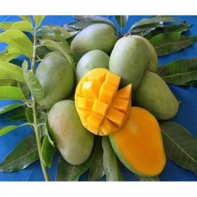 bibit mangga manalagi situbondo Valid