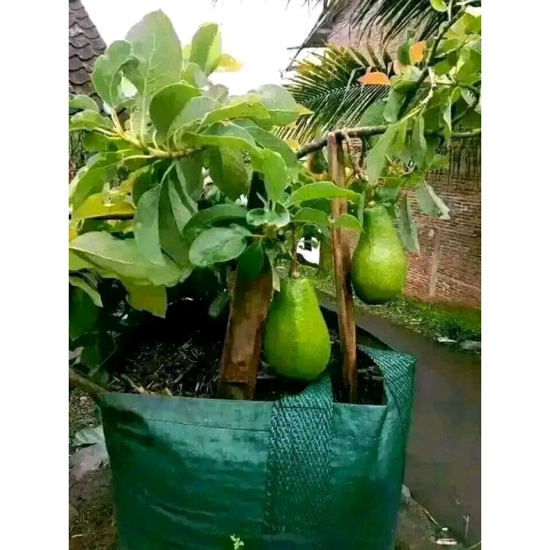 Bibit Alpukat Pluwang Super Batang Besar