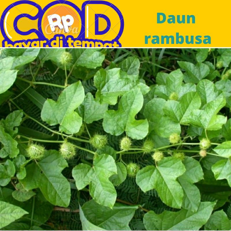 

daun rambusa segar di petik saat di pesan 500 gram