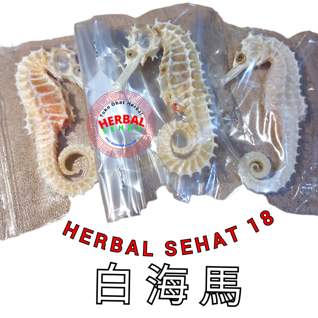 1 Ekor Kud4 Laut Putih / Kuda / Kl Hai Ma Kering Super / Per Ekor Kuda Laut / Haima / Hai Mha /