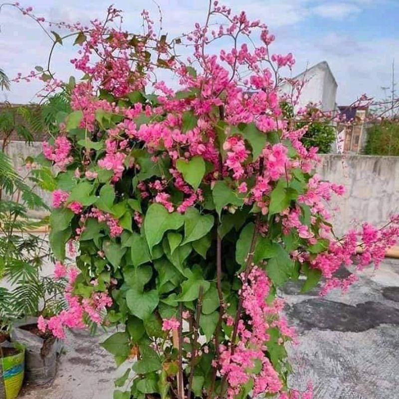 Bibit Tanaman bunga air mata pengantin (dewasa)