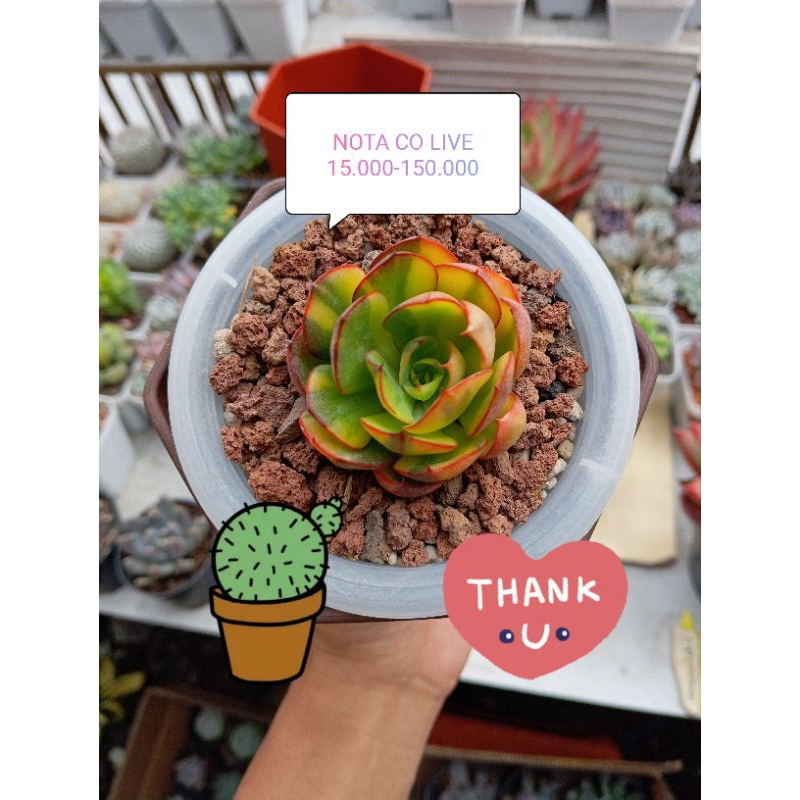 sukulen. kaktus. agave