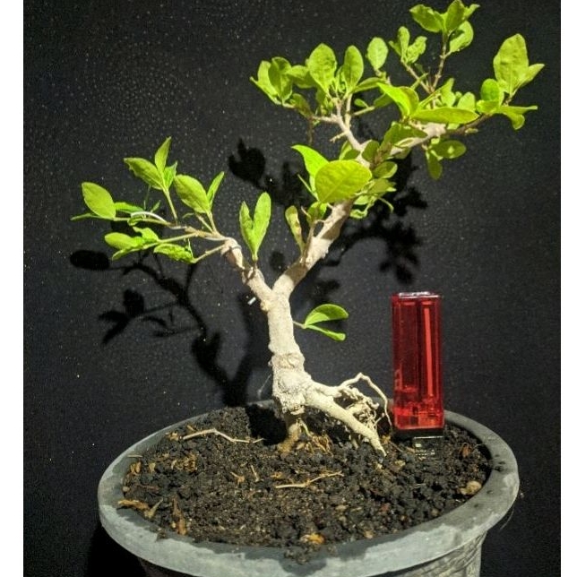 bahan bonsai sianci /  Ceri barbados mame realpic