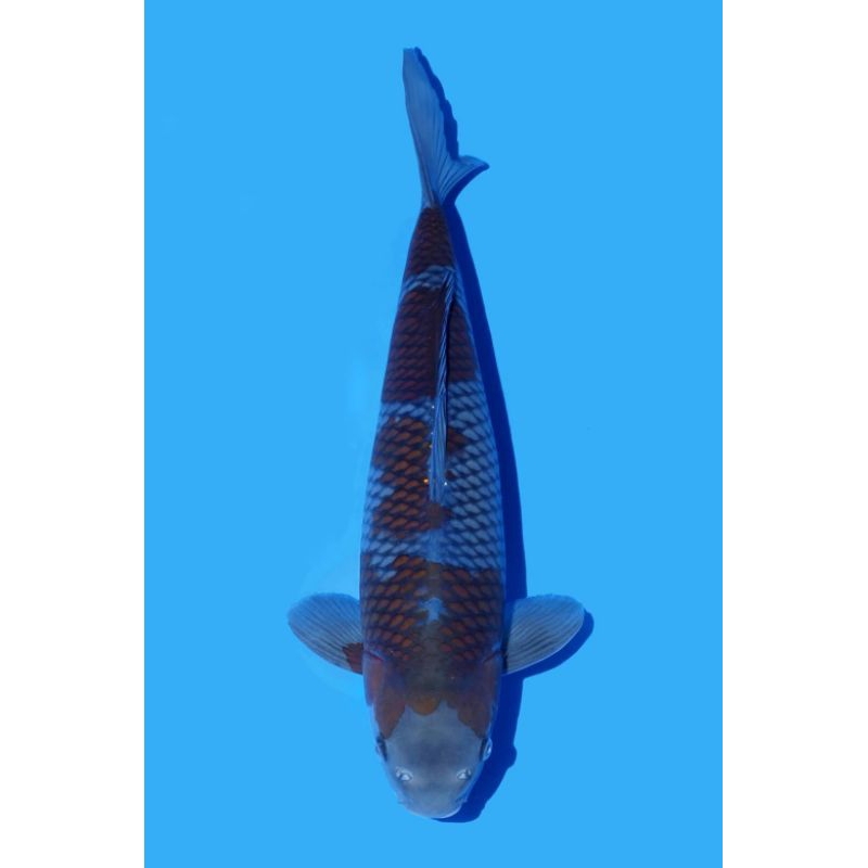 ikan koi ochiba grade A size 20cm