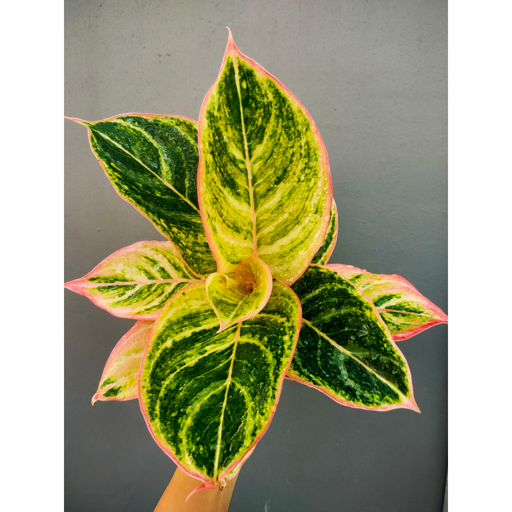 Aglaonema Dejavu