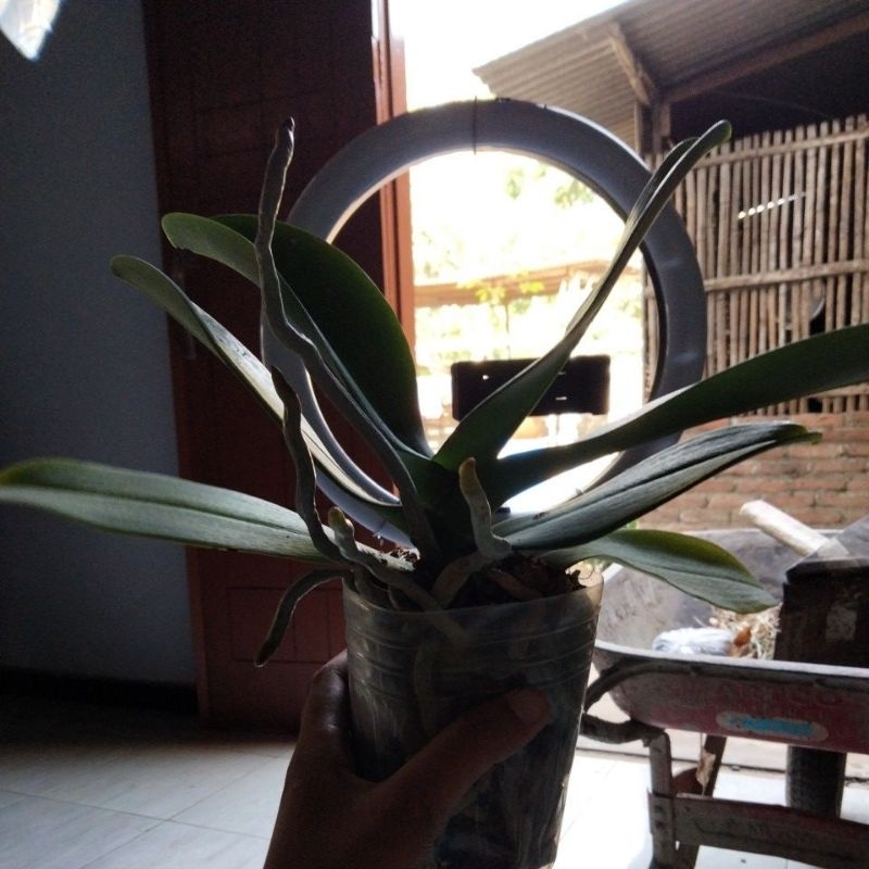 Angbul Paska/dewasa (live)