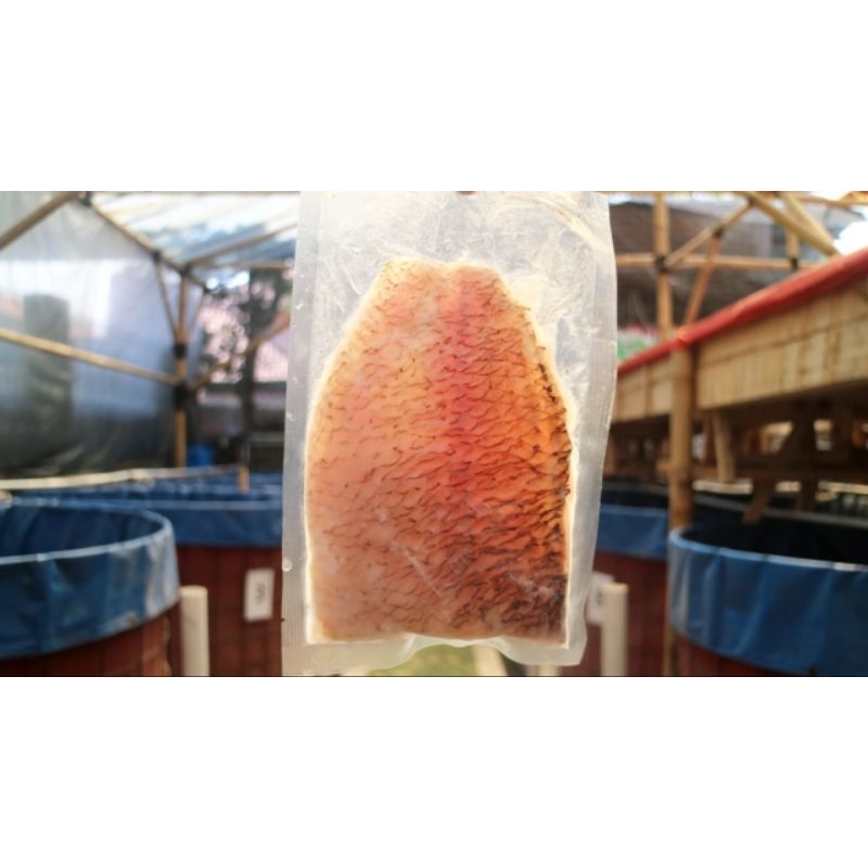 

Ikan Gurame Fillet Organik Tanpa Tulang