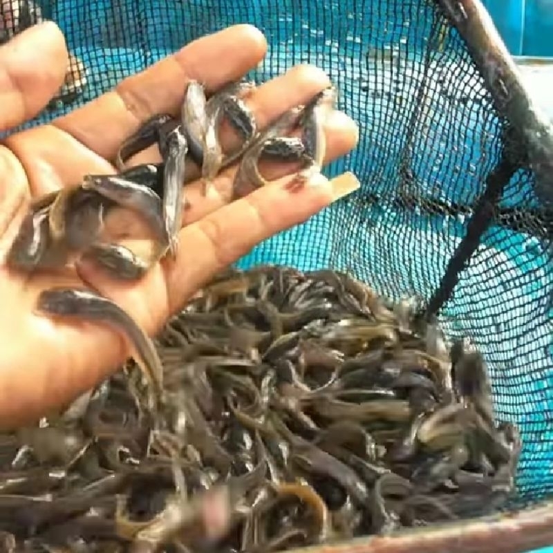 bibit lele dumbo 3-4cm isi 50