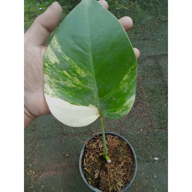 Tanaman Hias Philodendron Monstera Varigata Kuning / Philodendron Marmorata