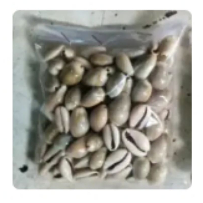 Biji congklak asli dari kerang 100 pcs kuwukcongklak original asli dari alam