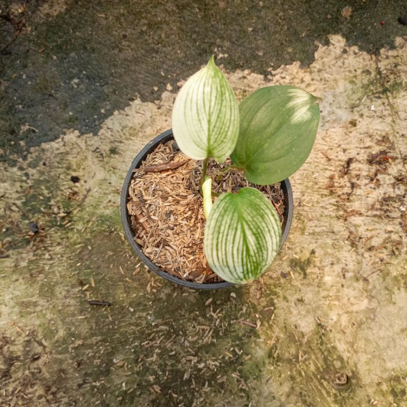 Scindapsus Variegata Mint - Scindapsus varigata mint