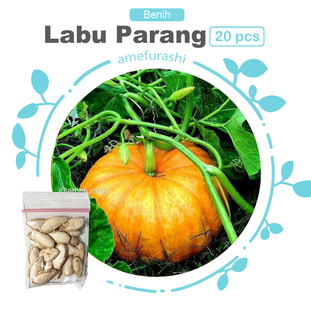 Bibit / Benih / Seeds Labu Parang
