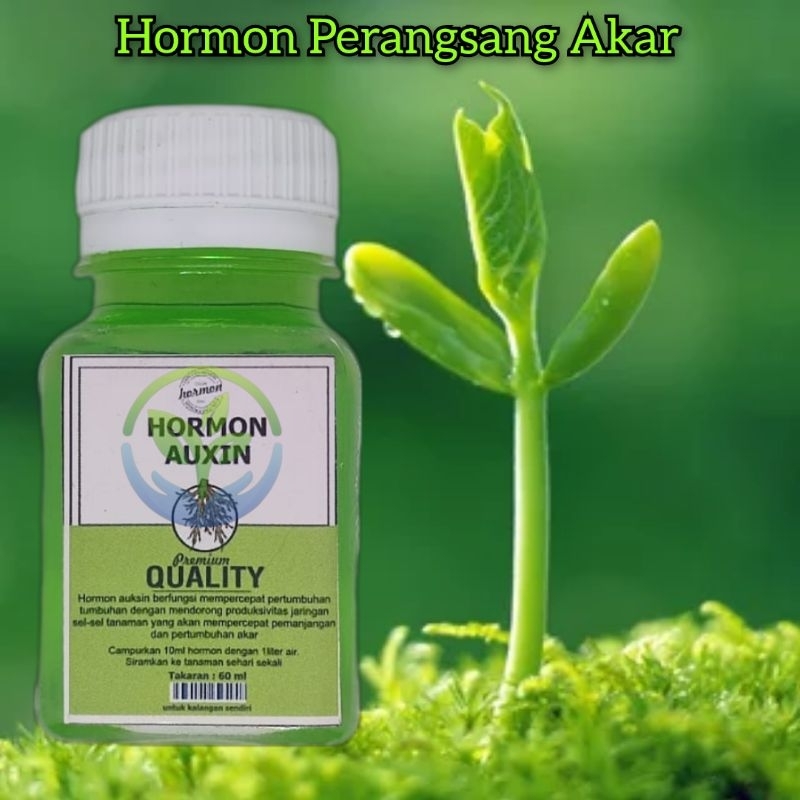 Shopritz Paket Hormon Zpt Auksin Giberlin Dan Sitokinin Kualitas