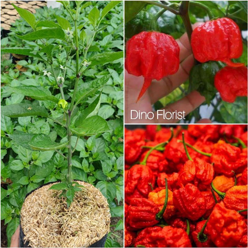 Bibit Tanaman Cabai Carolina Reaper Merah / Red Carolina Reaper / Super Pedas ( BERBUNGA / BERBUAH )