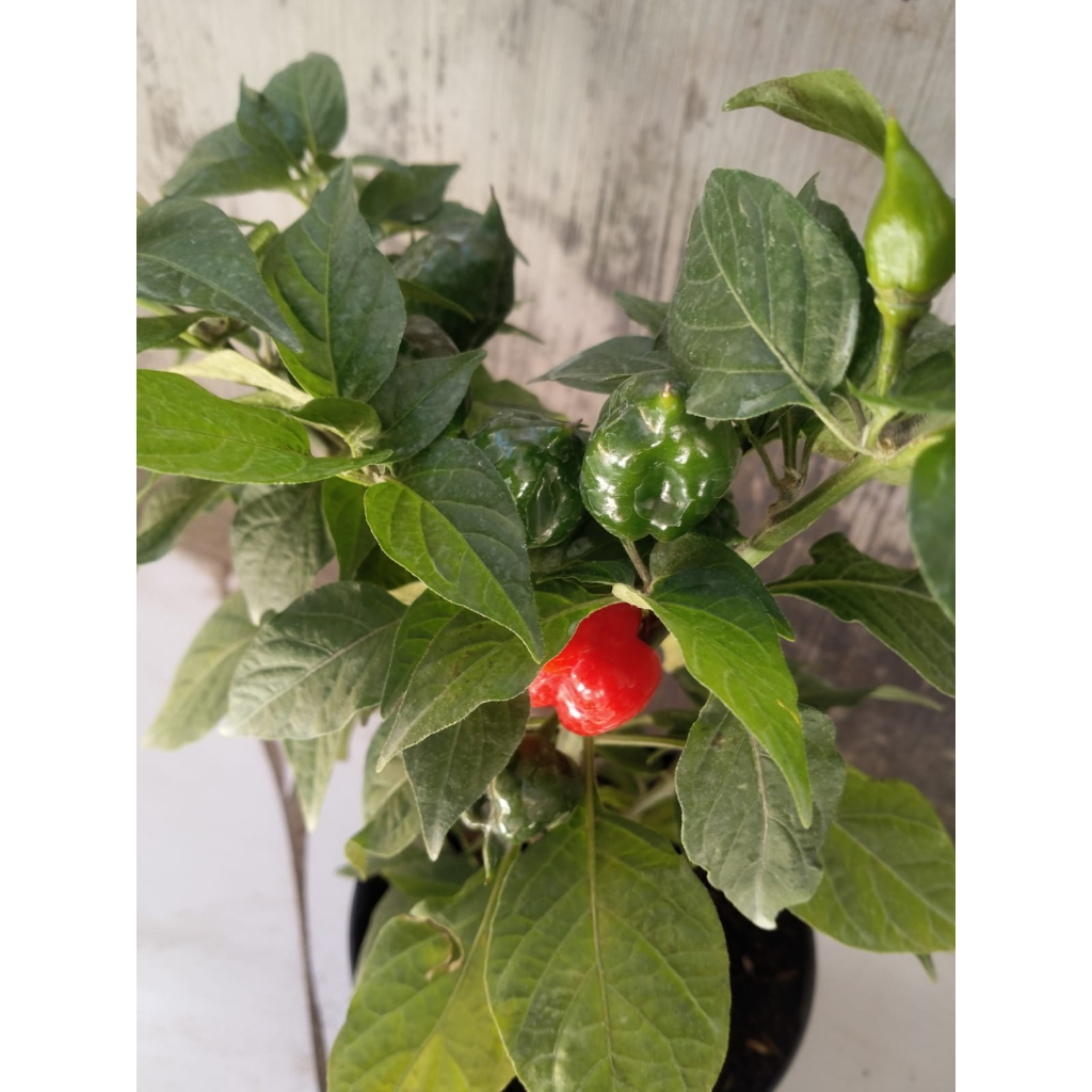 Bibit Tanaman Hidup CABE PAPRIKA - Bibit Pohon Cabai Paprika Reaper Dalam Polibag