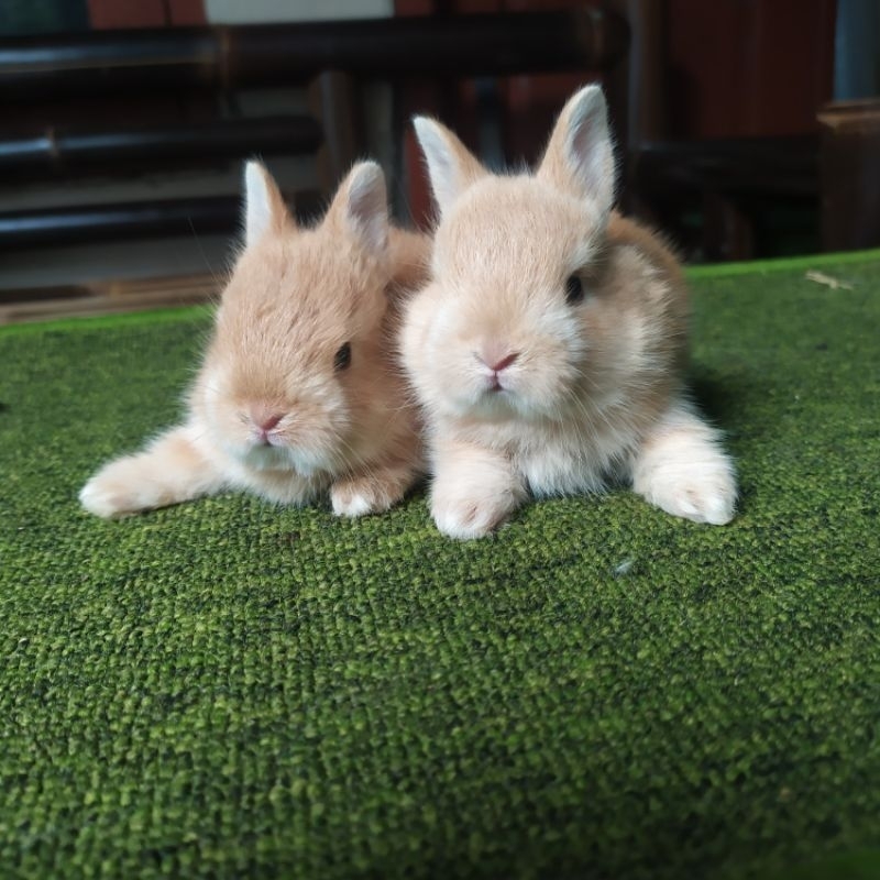 Kelinci Netherland Dwarf Orange