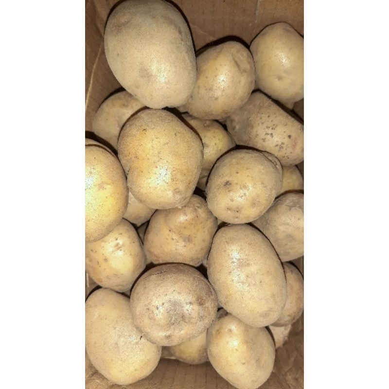 

kentang potato per 1 KG