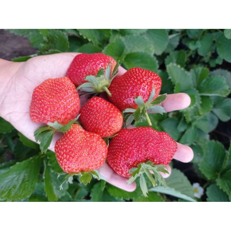 Bibit Strawberry Jumbo Manis Manis Dataran Rendah