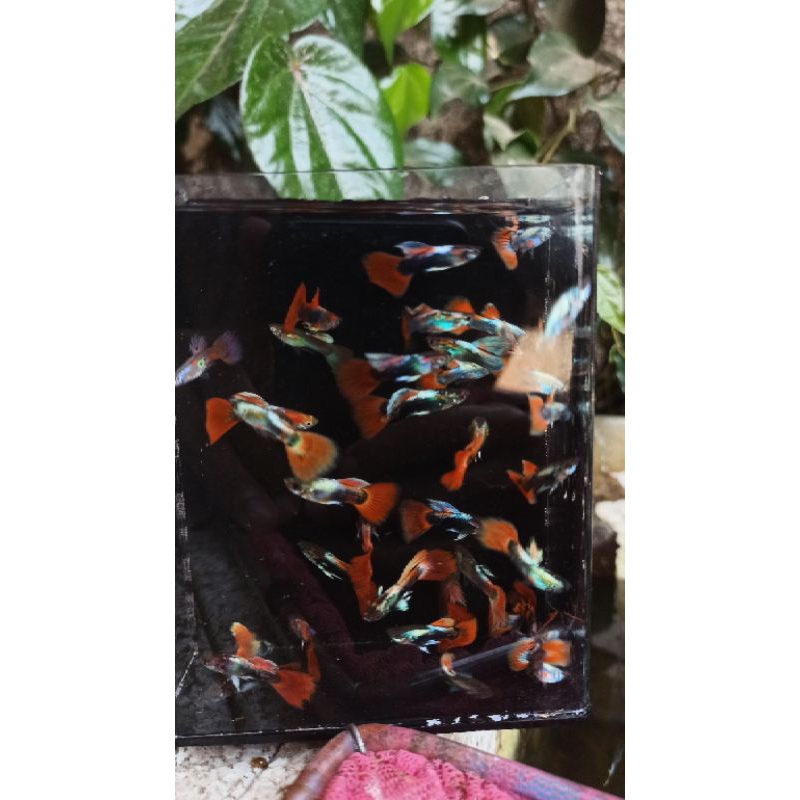 Guppy Cendolan Merah-Merah Paket Hemat 10 Ekor