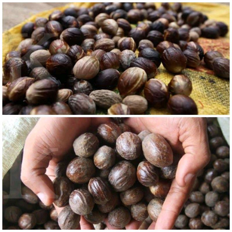 

Biji Pala Lonjong Kualitas Super Termurah