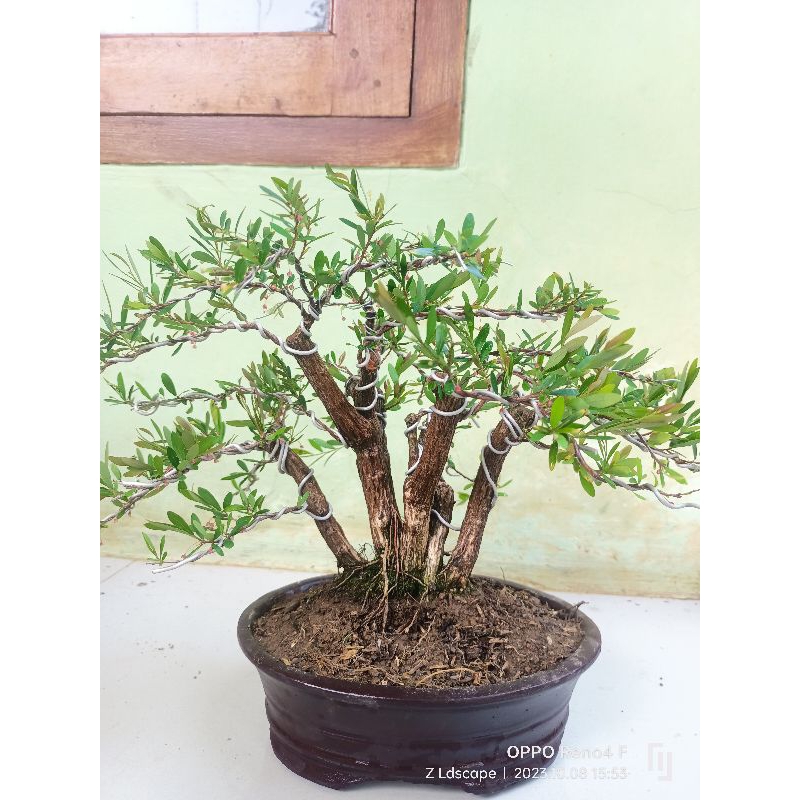 bonsai cendrawasih