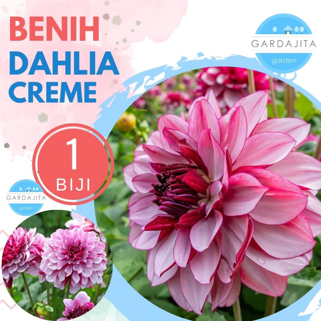 Benih DAHLIA CREME - Biji Bunga