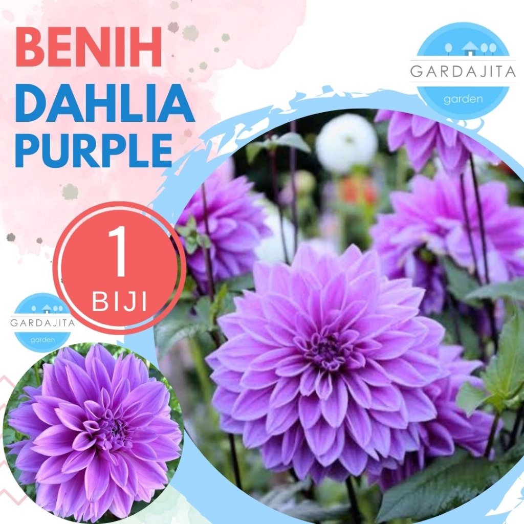 Benih DAHLIA PURPLE _ Biji Bunga