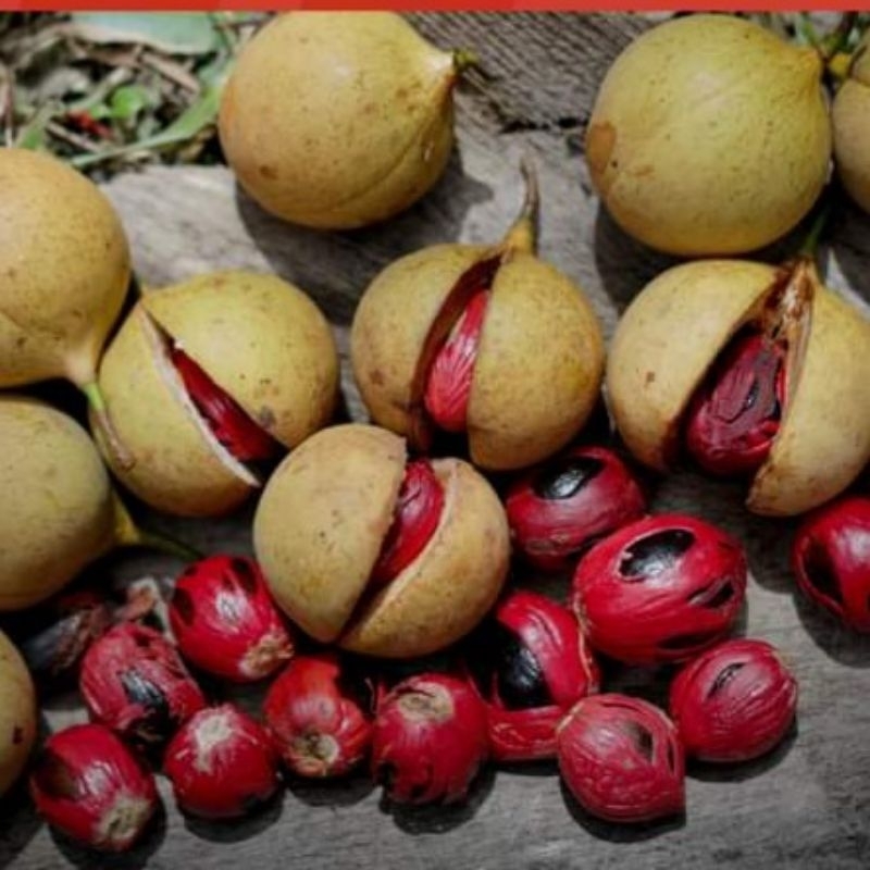 

Buah pala/polo Biji polo, biji pala